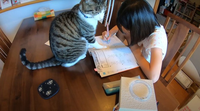 座る猫と勉強する子ども