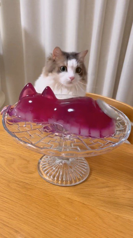 イスに飛び乗る猫