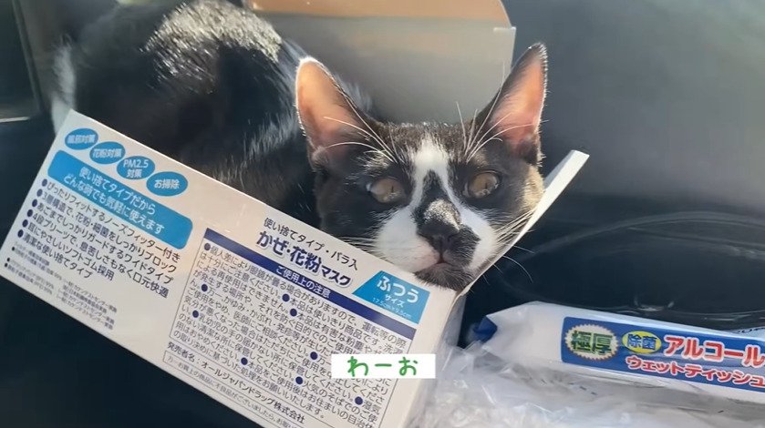 マスクの箱に入る猫