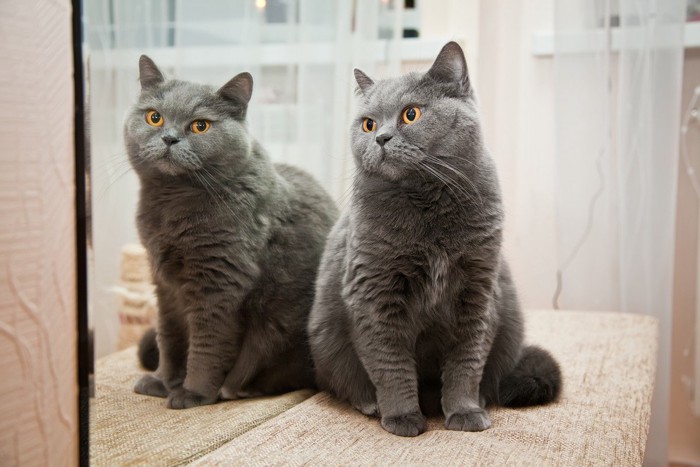 鏡の前に座る猫