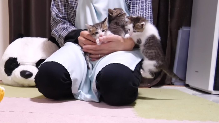 3匹密集