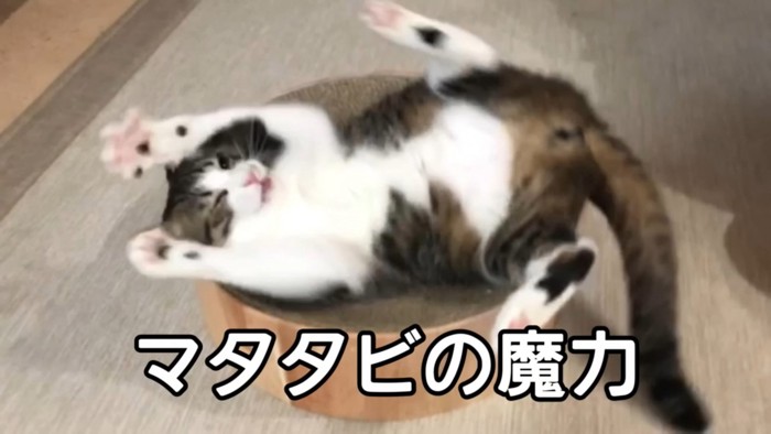 マタタビの魔力にかかる猫