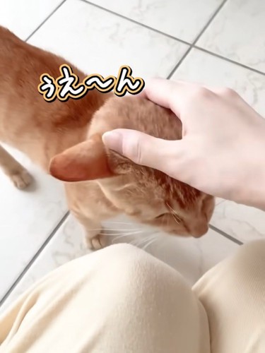 頭をなでられる猫