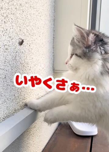 離れて虫を見る猫