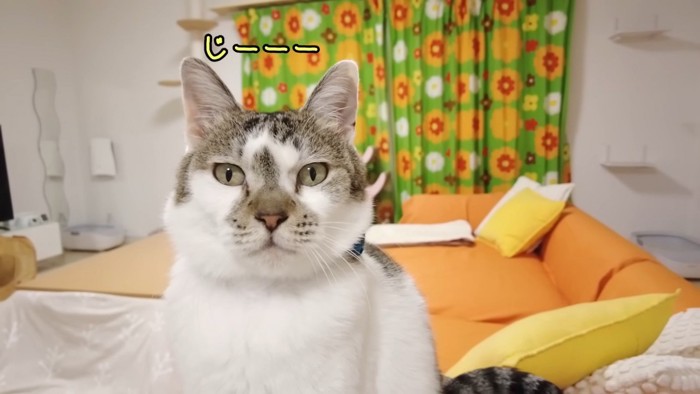ママを見つめるささみくん