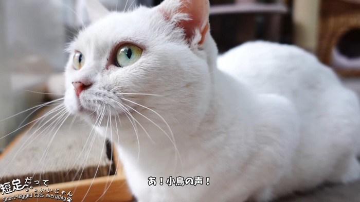 上の方を見る猫