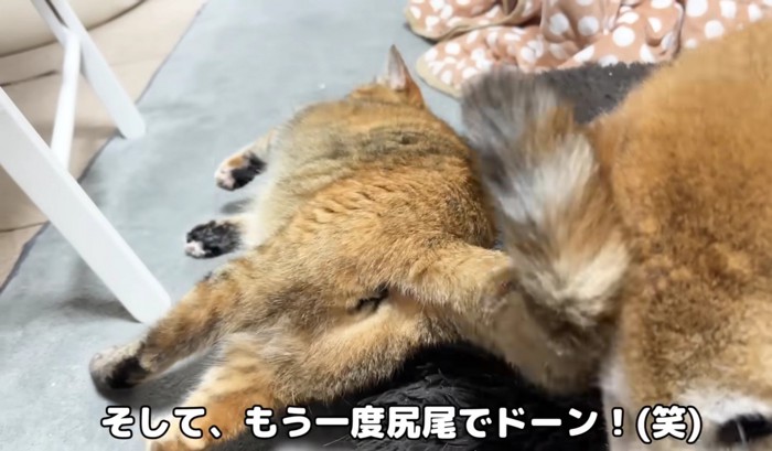 子規君の顔にしっぽをぶつけるリサちゃん