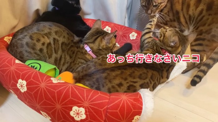 立っている猫にパンチする猫