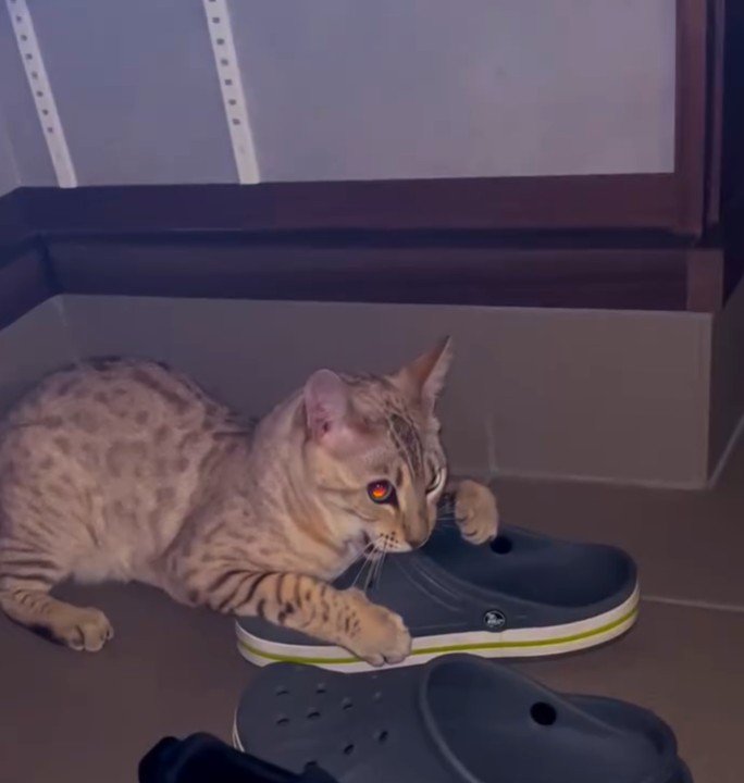 玄関でサンダルを噛む猫2