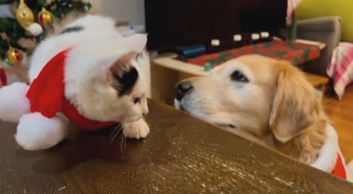 棚の上にいる子猫を見つめる犬