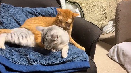 サバトラ猫を羽交い絞めにする茶トラ猫