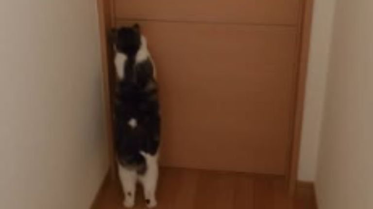 ドアの前にいる猫