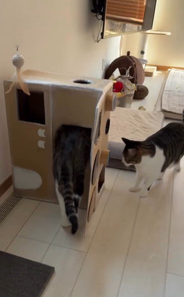 段ボールハウスの中に入ろうとしている猫とそれを見ている猫
