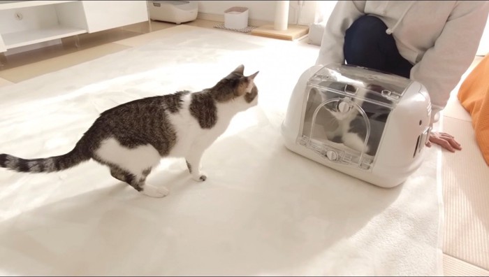 ペットキャリーに入ったぶち猫と、ぶち猫を見つめるキジ白猫