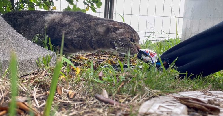 ご飯を食べる猫2