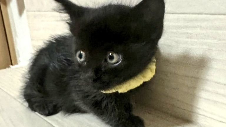 室内にいる子猫