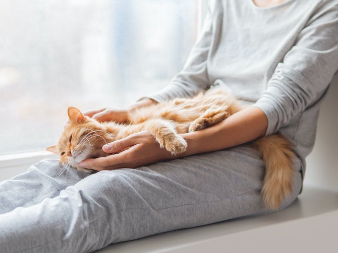 飼い主の膝の上で伸びる茶トラ猫