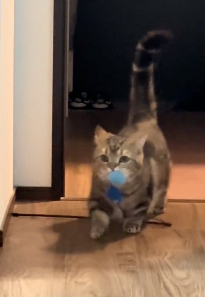 戻ってくる猫