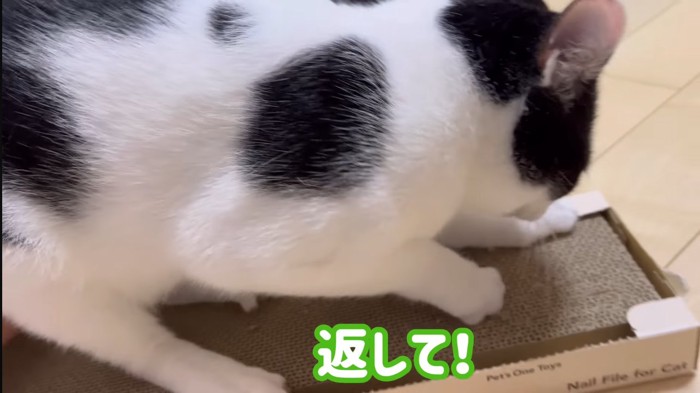 返して！の文字と白黒猫