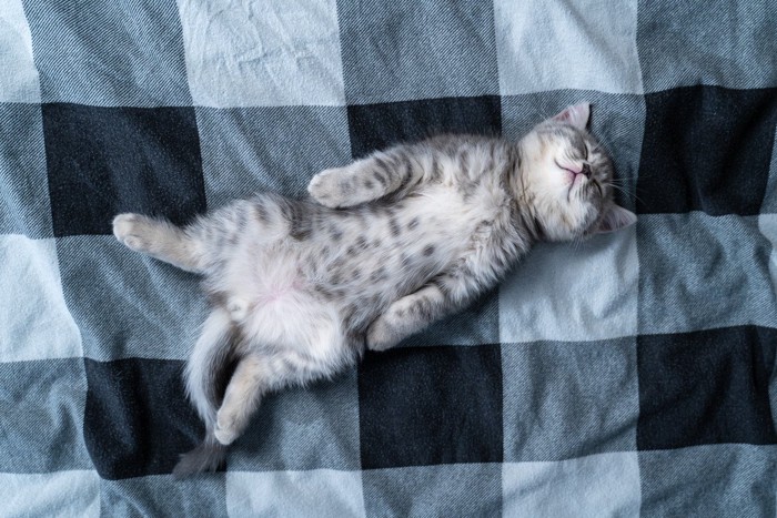 眠っている猫
