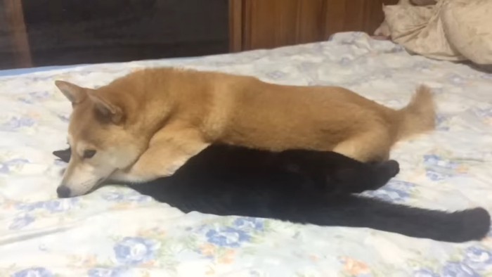 伏せている犬