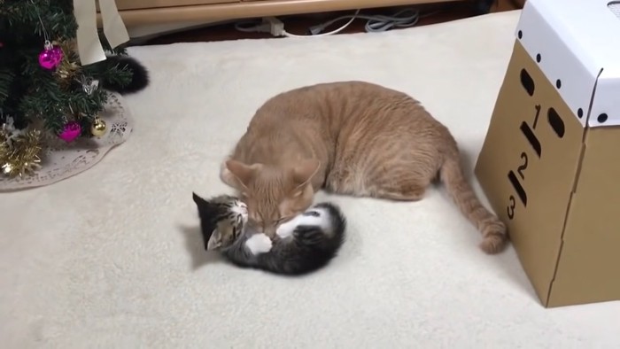 じゃれて遊ぶ成猫と子猫