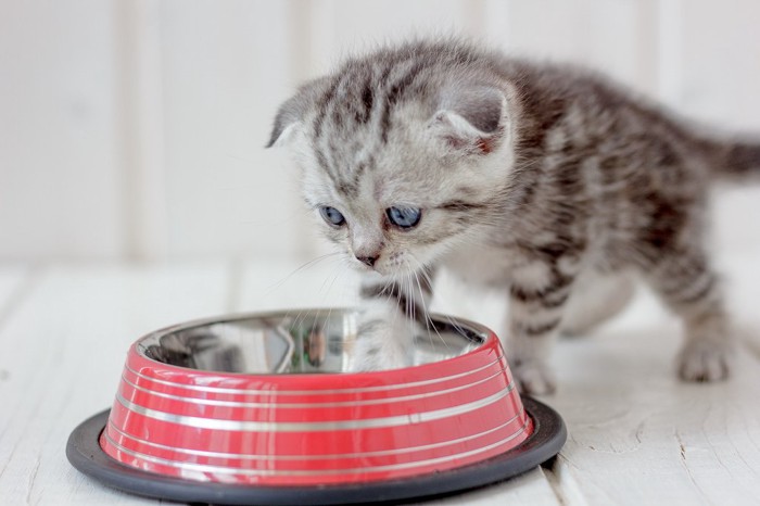 空のエサ皿を悲しそうな顔で見ている子猫