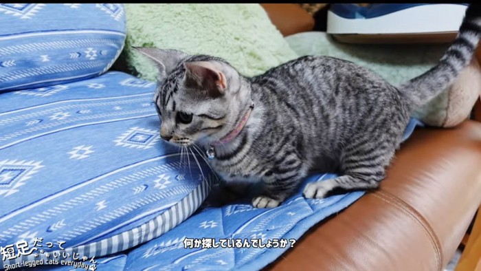 狙いを定めた姿勢の子猫