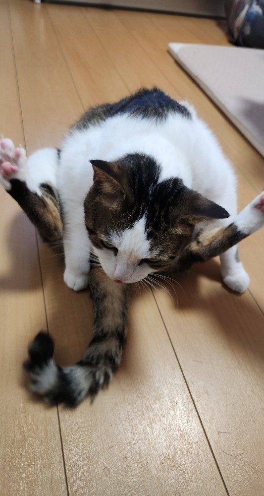 開脚する猫