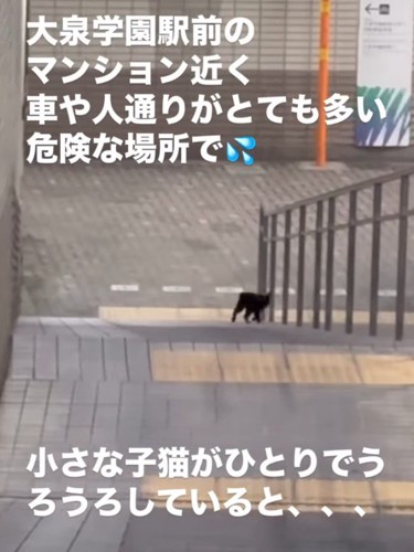 手すりの下を歩く猫