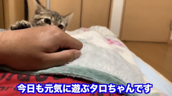 手の後ろにいる猫