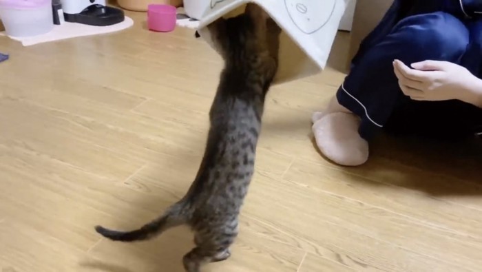 小物入れを追いかけるウリちゃん