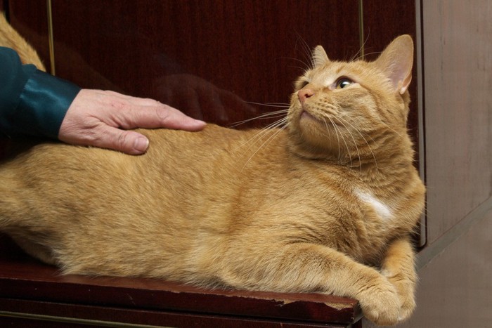 お尻トントンされる猫