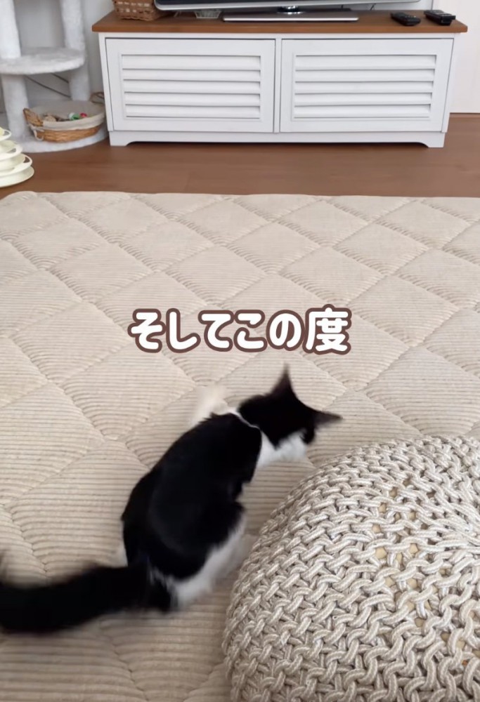 飛び跳ねる猫