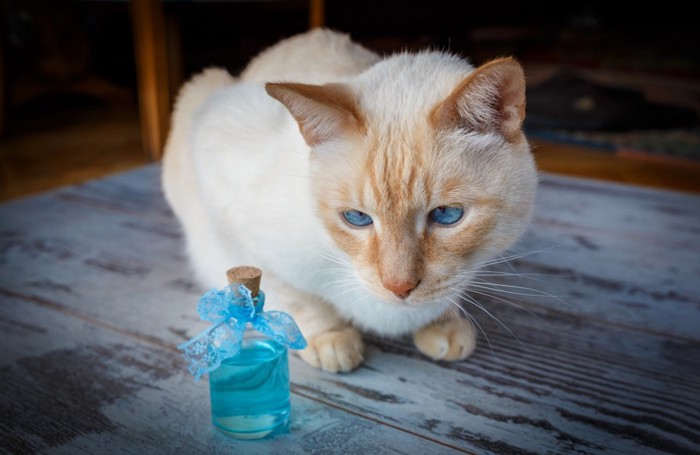 猫 人気 香水 みたい な 匂い