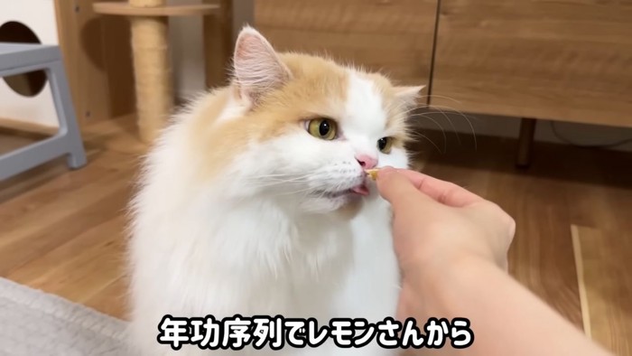 おやつを食べる猫