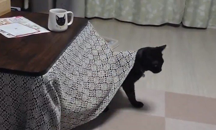 こたつから出てくる黒猫