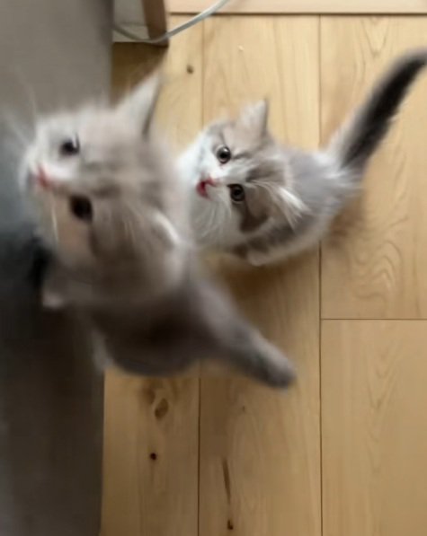 ジャンプしておやつをほしがる2匹のミヌエットの子猫
