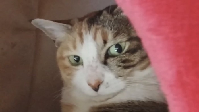 猫の顔アップの写真