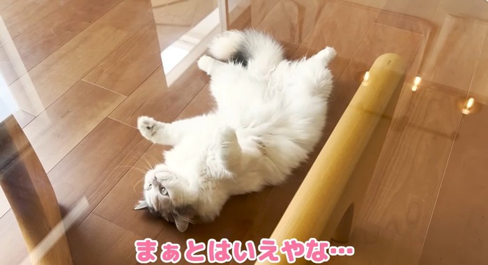 床でくつろぐ猫