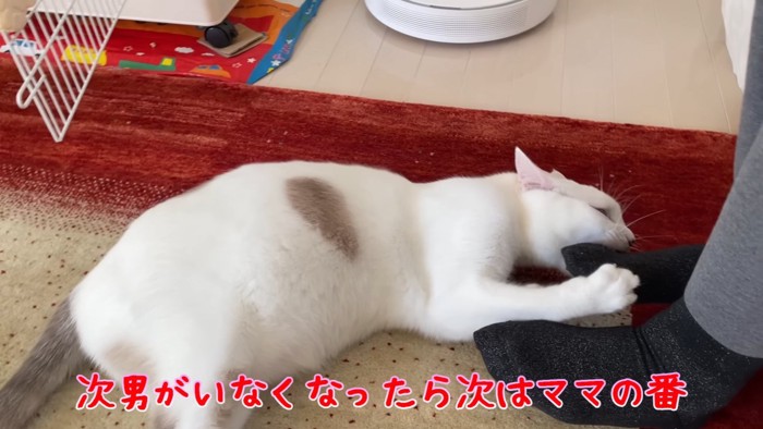 人の足を噛む猫