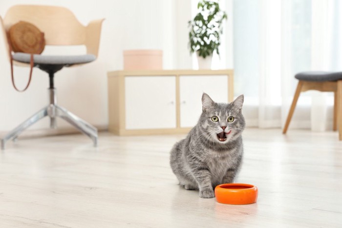 ご飯を食べ終わった猫