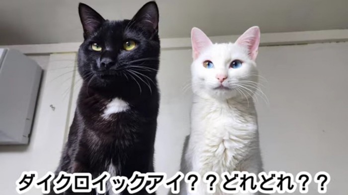 お座りする黒猫と白猫