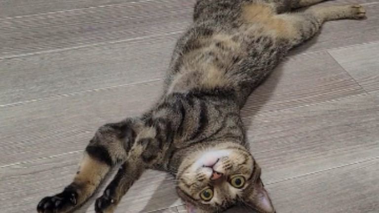 寝転がる猫