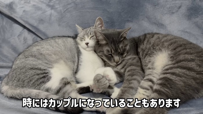 寄り添う2匹の猫