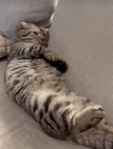 ソファに横になる猫