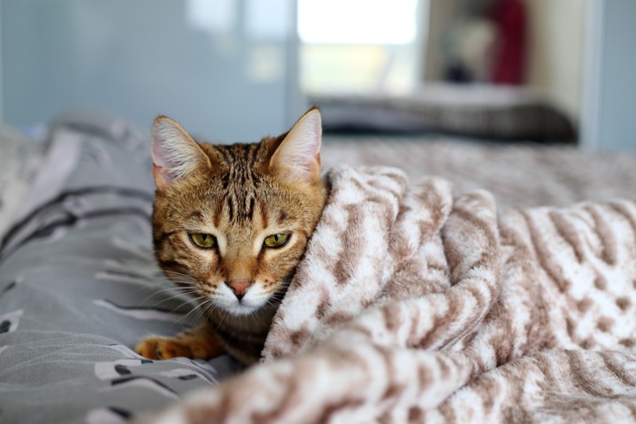 毛布から顔を出す体調が悪そうな猫