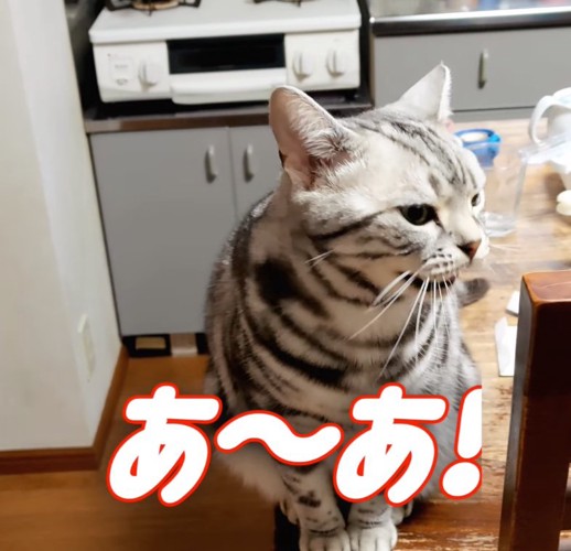 「あ〜あ」という猫