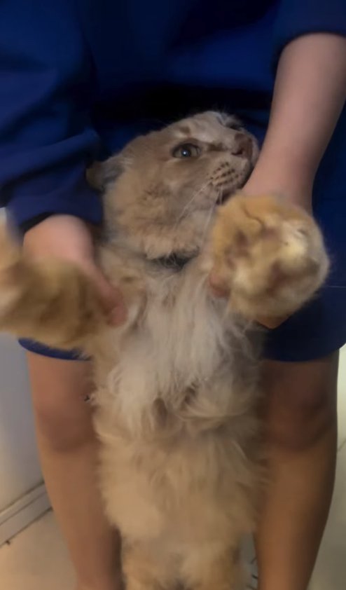 自分の両前足を掴む飼い主を噛む猫