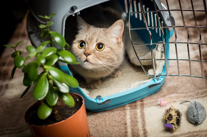 ケージの中から空を見ている猫